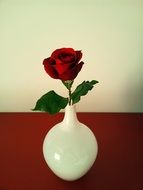 gorgeous rose flower