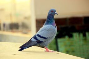 lonely gray city pigeon