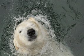 swimming polar bear