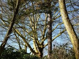 trees branches aesthetic