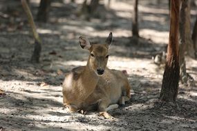 wild deer in a zoo