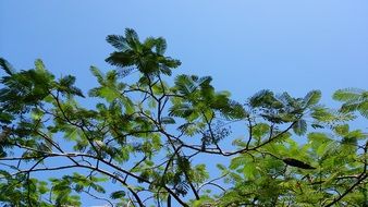 branches with leaves against the blue sky