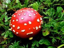 bright fly agaric among green grass