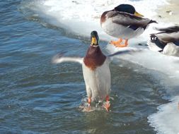 mallard ducks at fosted riverside