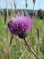 insect on a purple thistle in the bright sun