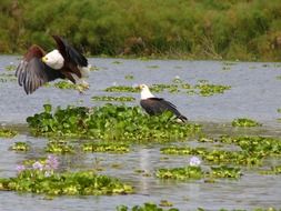 two eagles in a pond in africa