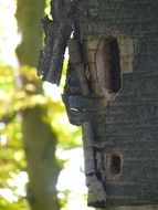 woodpecker cave in a tree close up