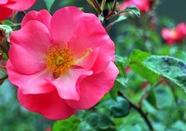 pink flower on a bush branch