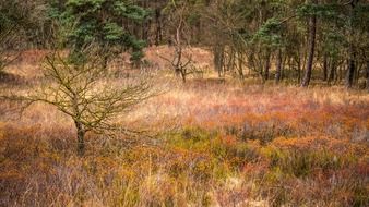 forest spring trees kahl graze