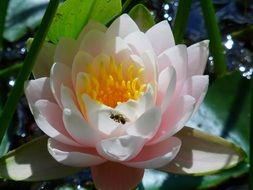 charming water lily flower