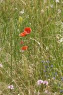 Beautiful colorful flowers on the meadow