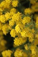 wondrous canola flowers
