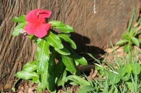 red flower near old tree in bright sun