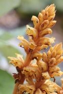 brown summer plant closeup