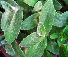 lambs ear plants