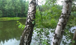 birches by the lake