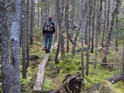 Picture of the hiking in a forest