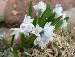 flower bush with white flowers in the garden