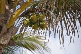 green coconuts on a palm tree