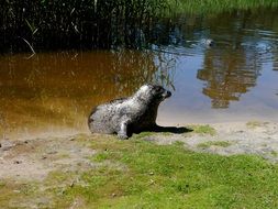sea lion at water