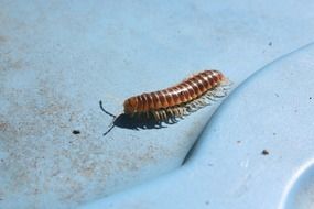 centipede creep insect