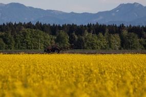 yellow rapeseed field