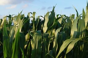 green cornfield in the morning sun