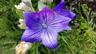 blue flower closeup