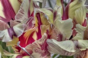 petals of parrot tulip