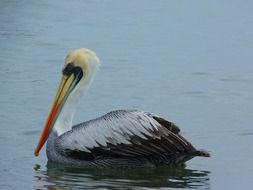 Pelican on the water in the pond