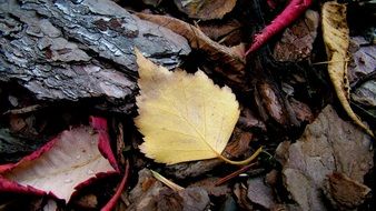 colorful fallen leaves on forest floor