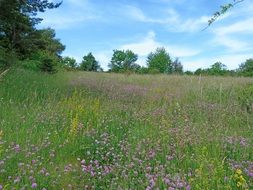 beautiful spring flowers field
