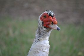 duck with a red head close up