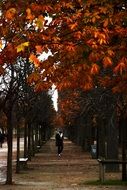 orange maple leaves on a tree in the park