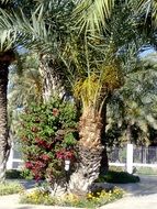 green palm trees in a park in Elche, Spain