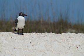 bird beach sea nature