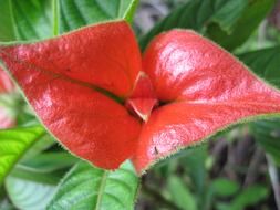 red flower in the form of a kiss
