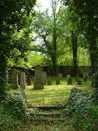 cemetery around which blooms green grass and tall trees