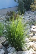 picture of the grass and stones