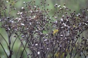 plant inflorescence with small flowers macro