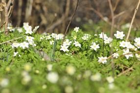 white small flowers in the forest