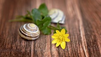 yellow celandine and shells on the table