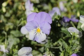 Beautiful violet flowers blossom on the meadow