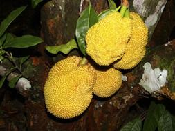 jackfruit tree with yellow fruit