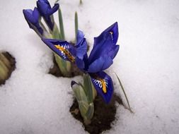 iris breeding early bloomer
