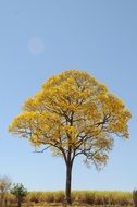 lonely tree in a field with yellow leaves