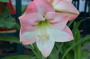 Spring garden plant