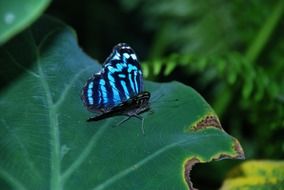 black butterfly with blue stripes on a large green leaf