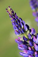 macro photo of Beautiful purple lupine buds