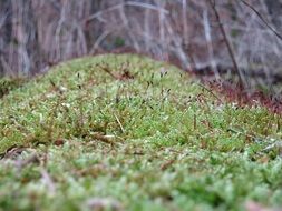 moss macro nature
